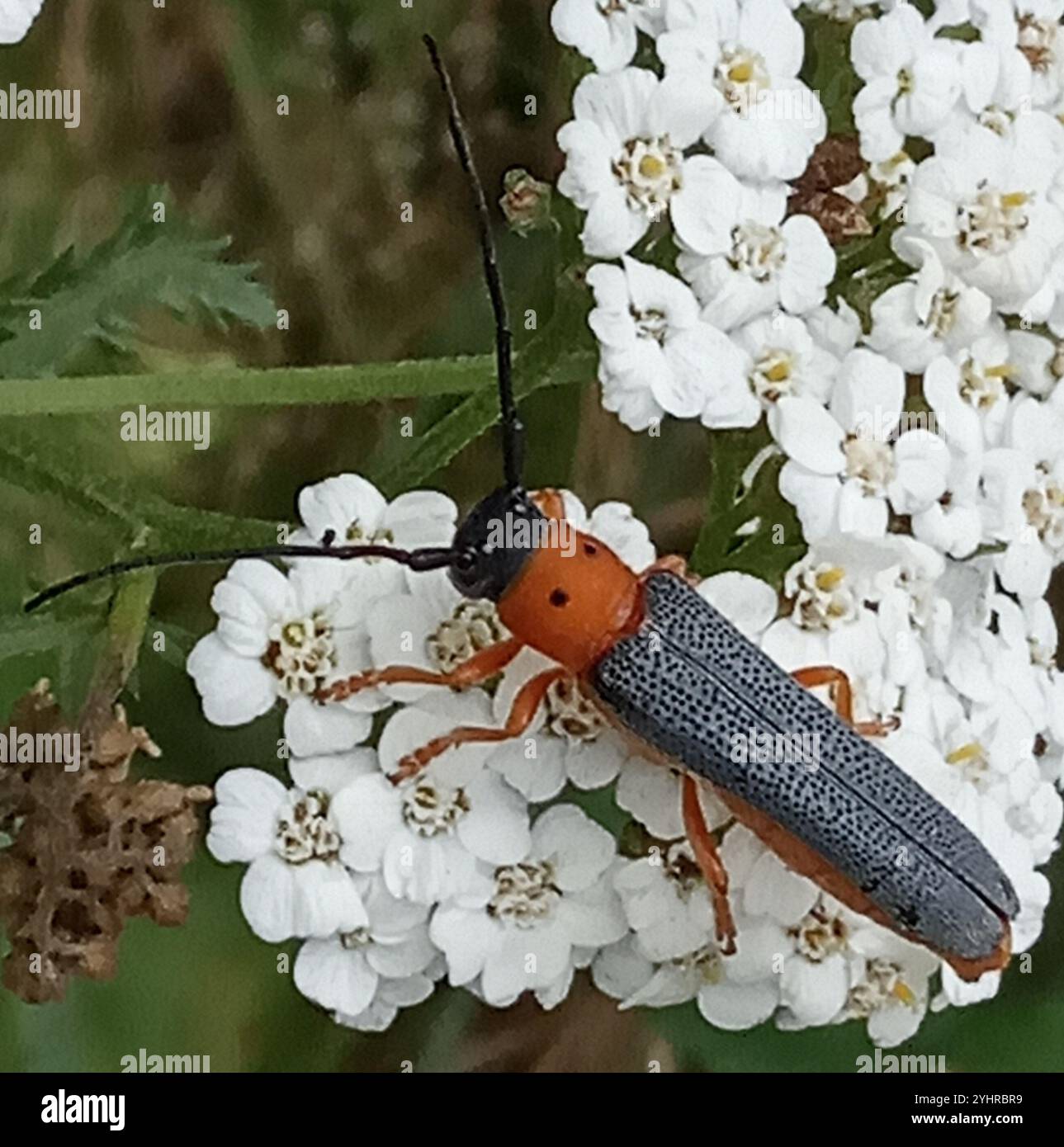 (Oberea oculata) Foto Stock