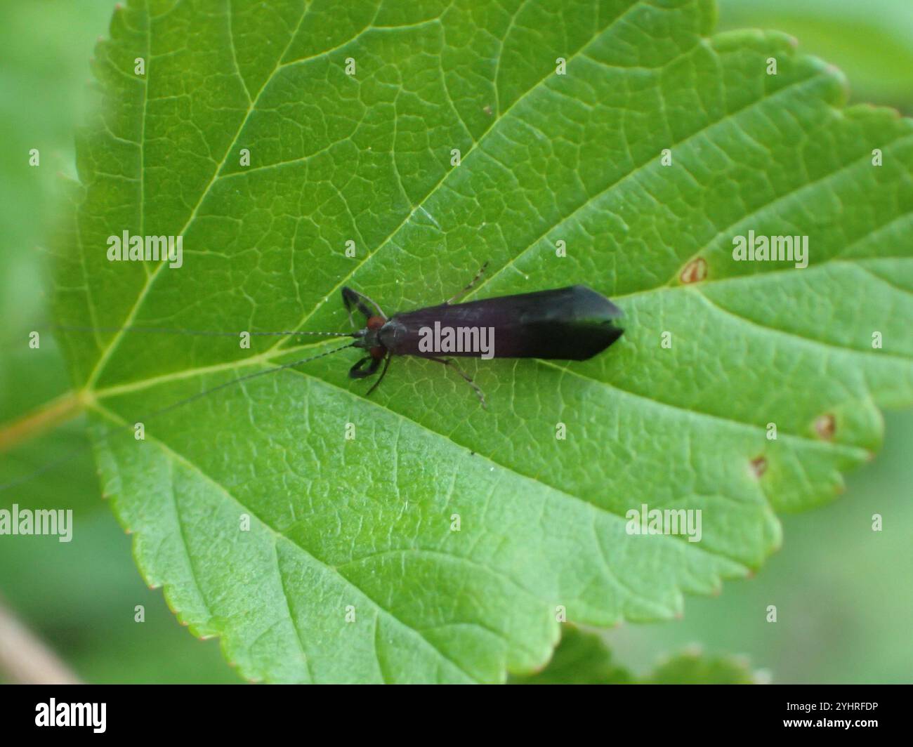 Black Dancer Caddisfly (Mystacides sepulchralis) Foto Stock