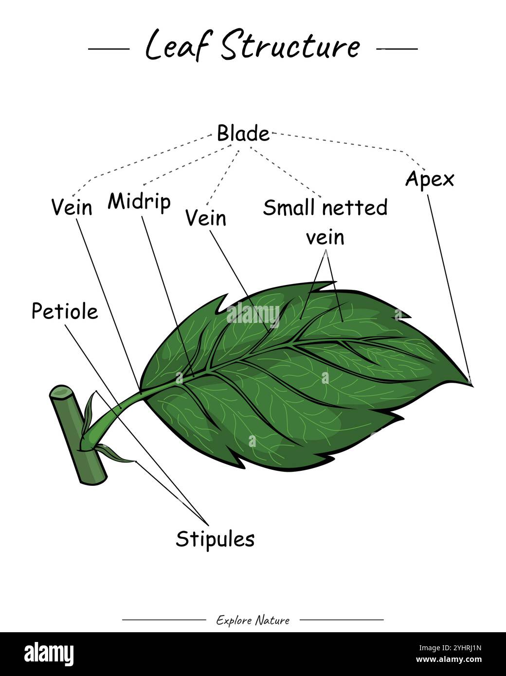 struttura delle lamelle o anatomia delle lamelle con spiegazioni. adatto per contenuti didattici, presentazioni, sulle piante. design semplice e facile da capire. Illustrazione Vettoriale