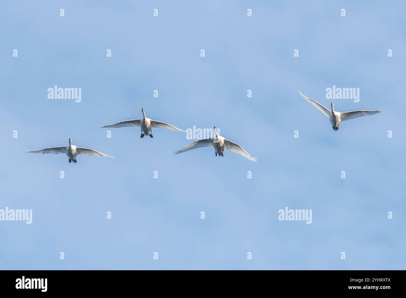 Quattro cigni muti (Cygnus olor) che volano, in volo contro un cielo blu, Inghilterra, Regno Unito Foto Stock