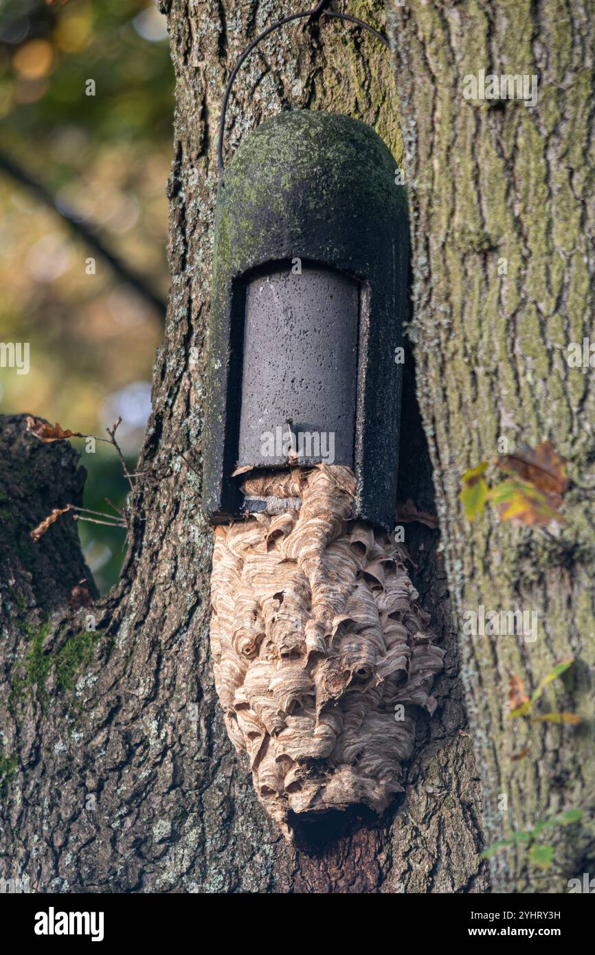 Un nido di vespa costruito appeso sotto una scatola di mazze su un tronco di albero, Inghilterra, Regno Unito. Nido comune di vespa (Vespula vulgaris) Foto Stock