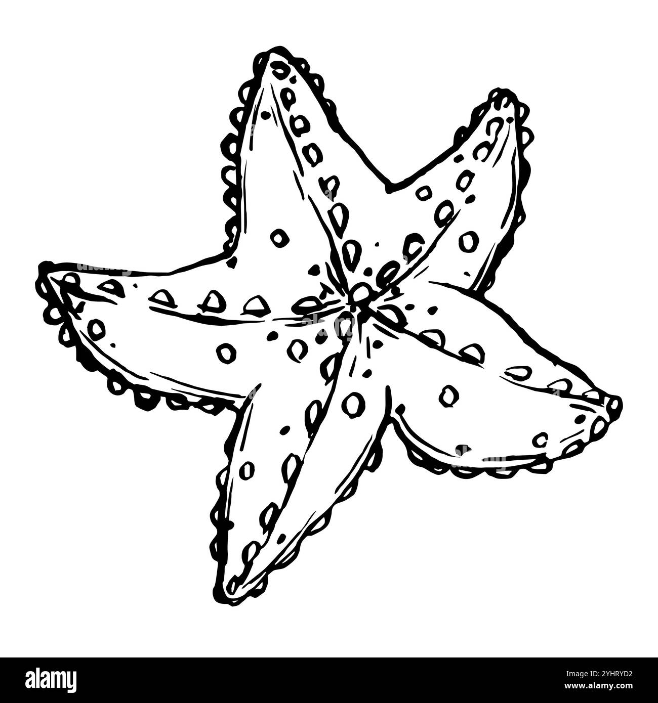 Vettore di schizzo stella marina. Un'illustrazione in bianco e nero degli animali marini. Colore monocromatico Outline Marine Star verniciato con inchiostri neri. Disegnato a mano Illustrazione Vettoriale