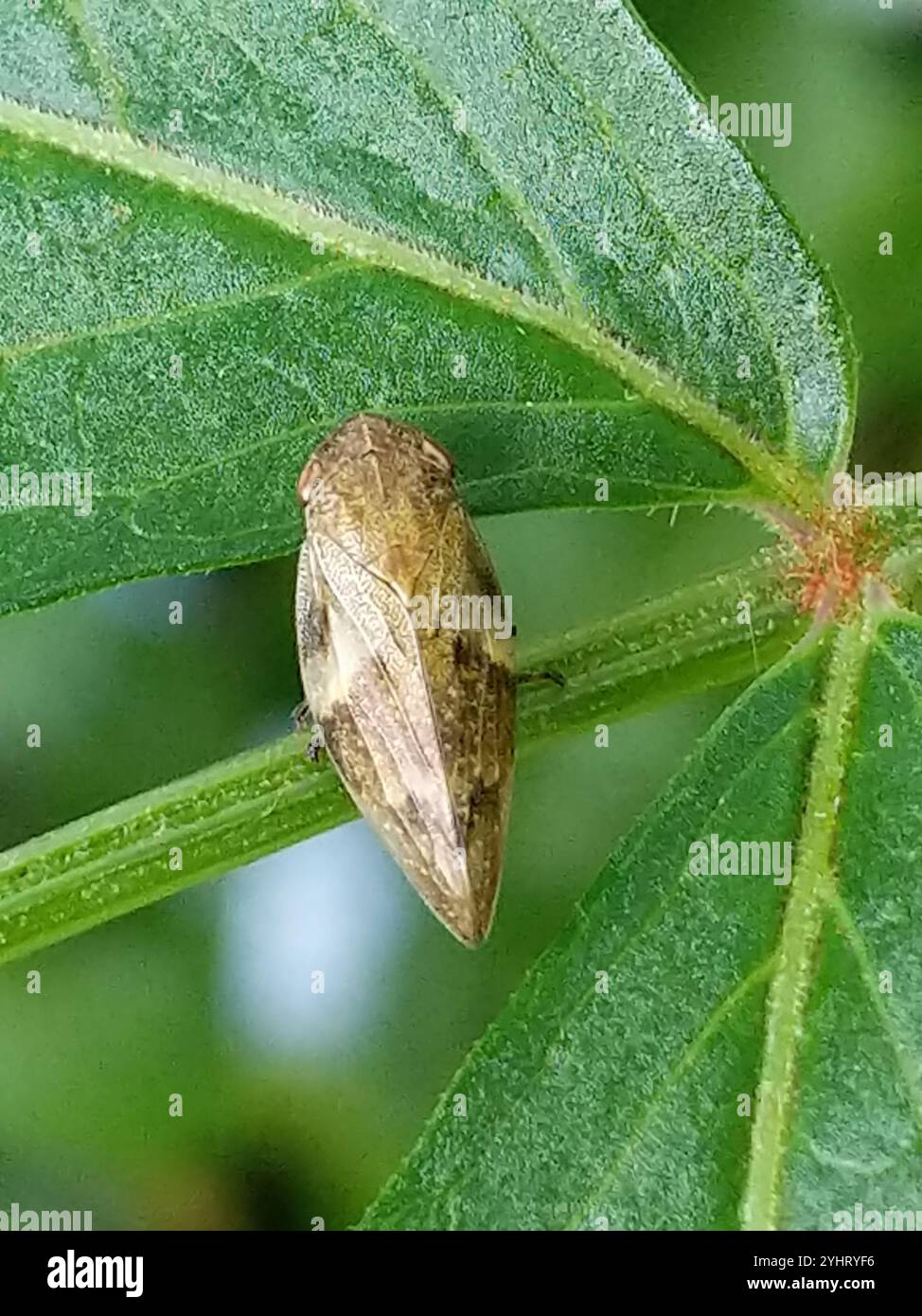 Alder Spittlebug (Aphrophora alni) Foto Stock