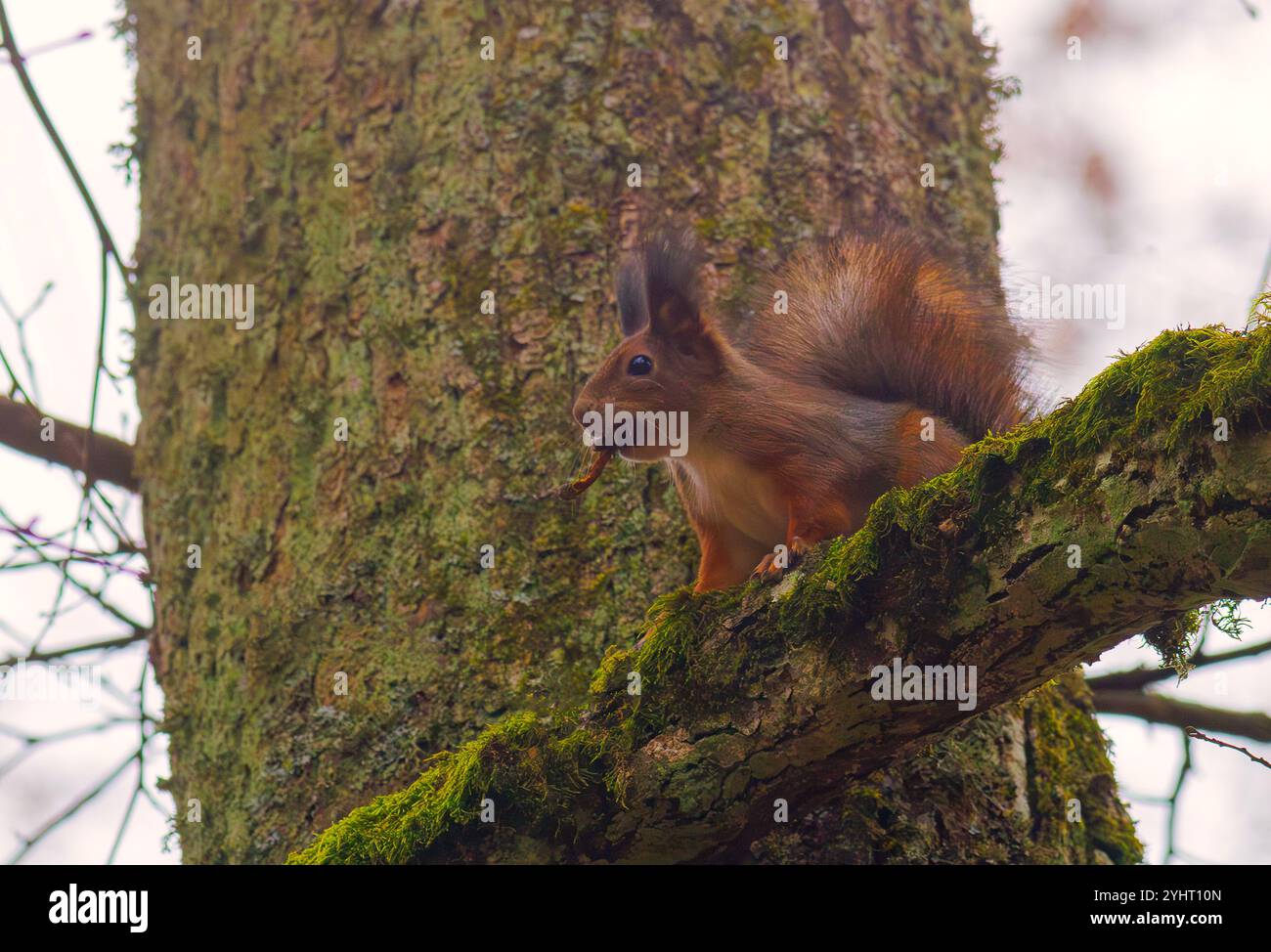 Uno scoiattolo che partecipa all'attività di arrampicata su un albero nel suo habitat naturale Foto Stock