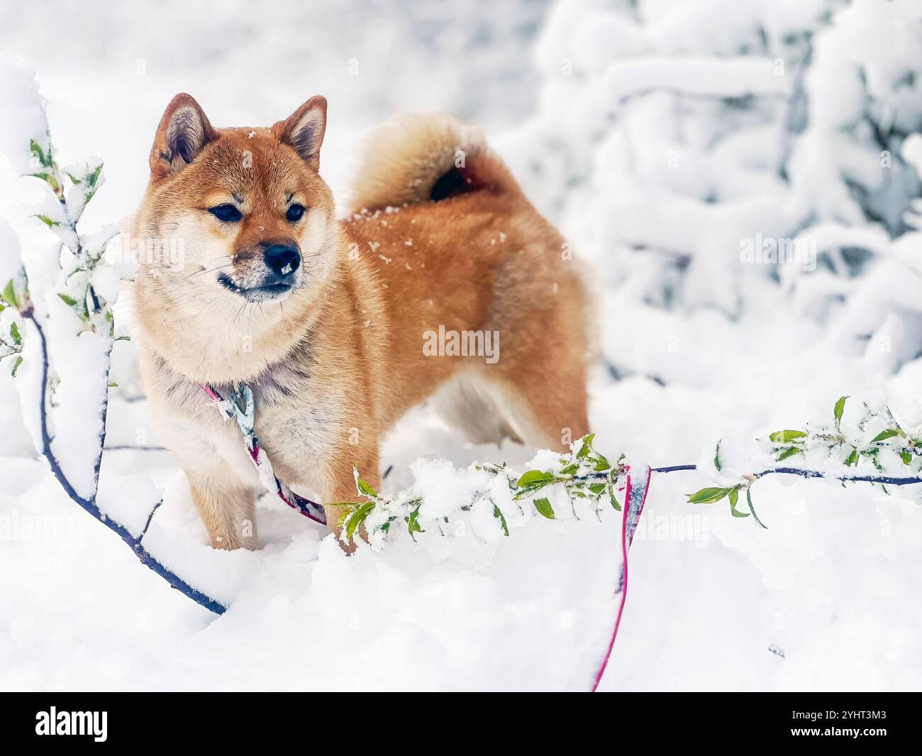 Adorabile cane rosso Shiba Inu che gioca con gioia sulla neve in un luminoso giardino invernale. Immagine di alta qualità, in cui sono ammessi gli animali domestici, perfetta per progetti stagionali, all'aperto o di stile di vita. Copia spazio. Foto Stock