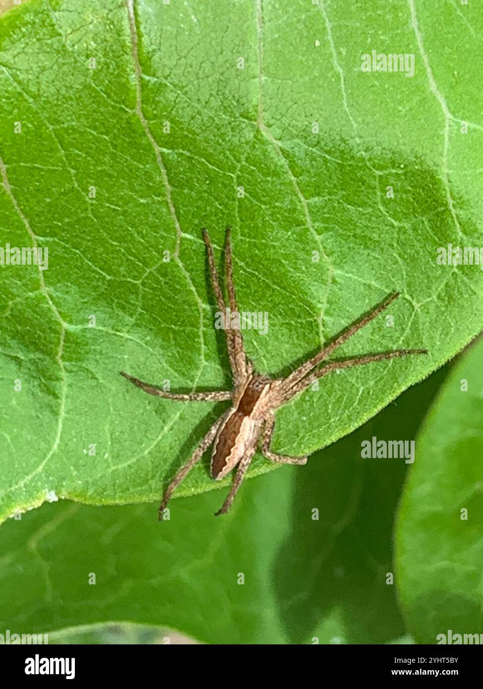 American Nursery Web Spider (Pisaurina mira) Foto Stock