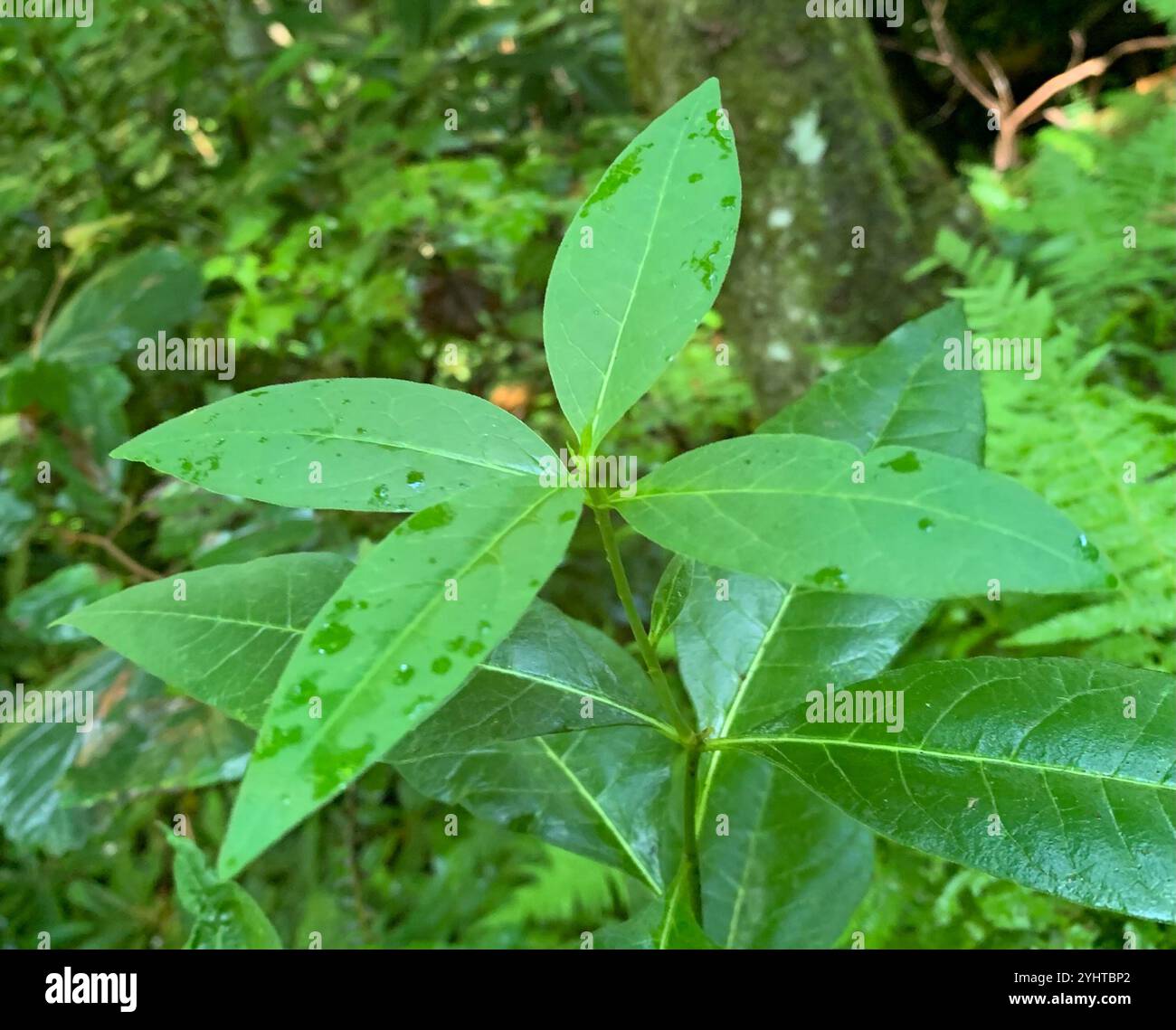 Alghe di latte (Asclepias exaltata) Foto Stock