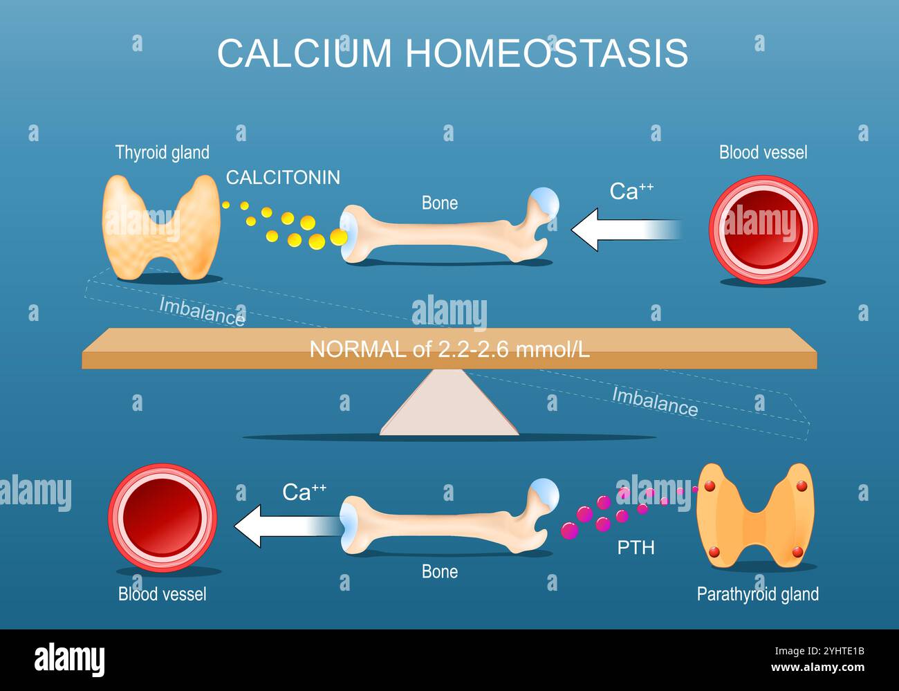 Omeostasi del calcio. Equilibrio del calcio e mineralizzazione ossea. Calcitonina, ormone paratiroideo PTH e metabolismo della vitamina D. Poster vettoriale Illustrazione Vettoriale