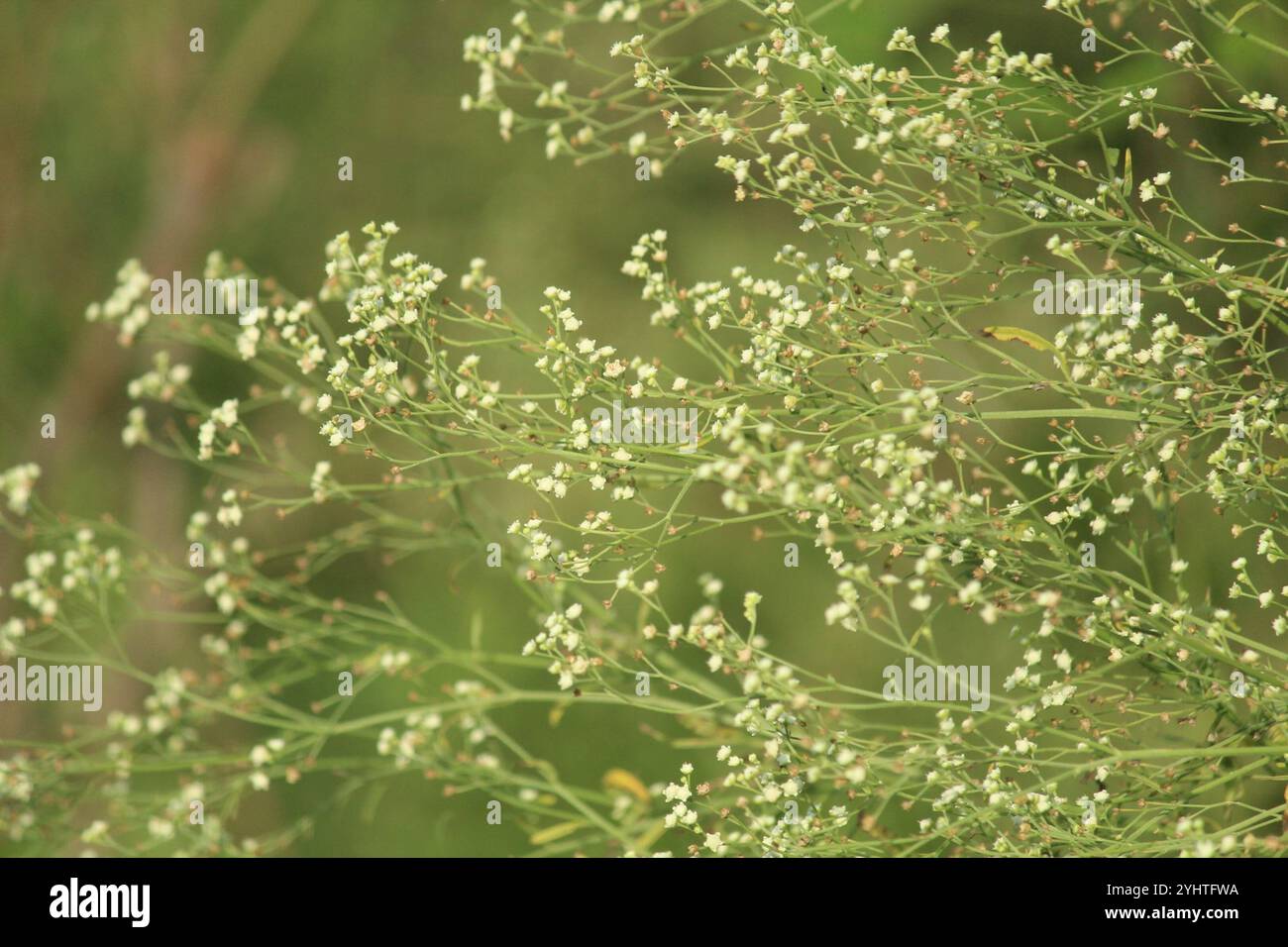 Santa Maria feverfew (Parthenium hysterophorus) Foto Stock