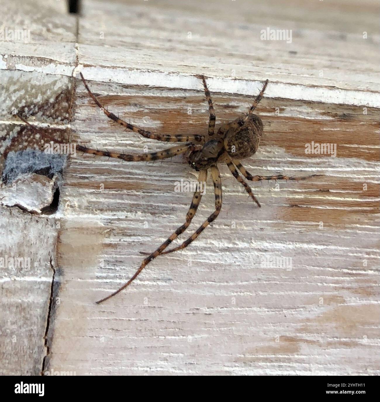 Tessitore d'oro ombreggiato (Metellina merianae) Foto Stock