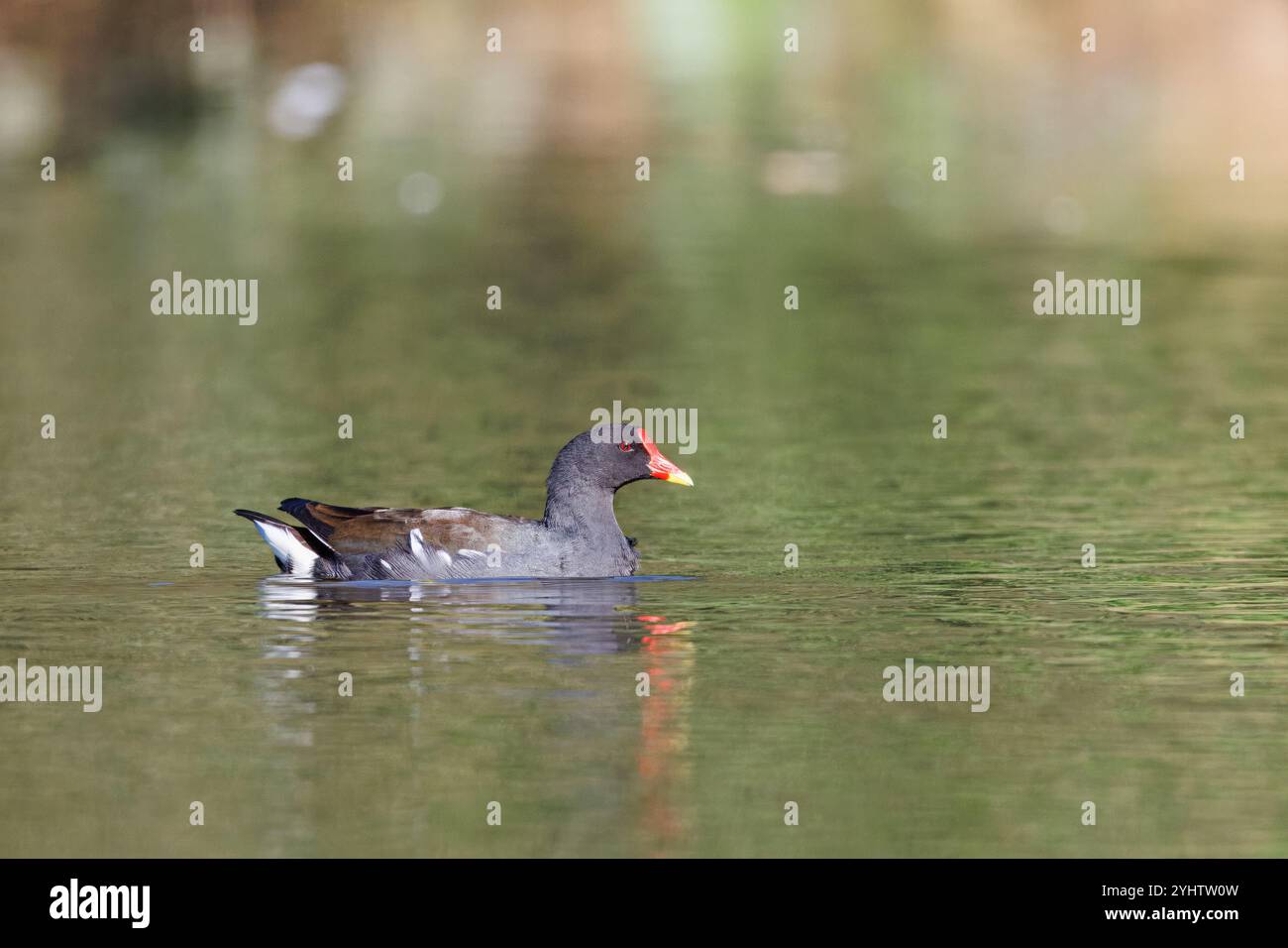 Moorhen, nome scientifico (Gallinula chloropus). Moorhen naviga da solo in un lago in un parco. Foto Stock