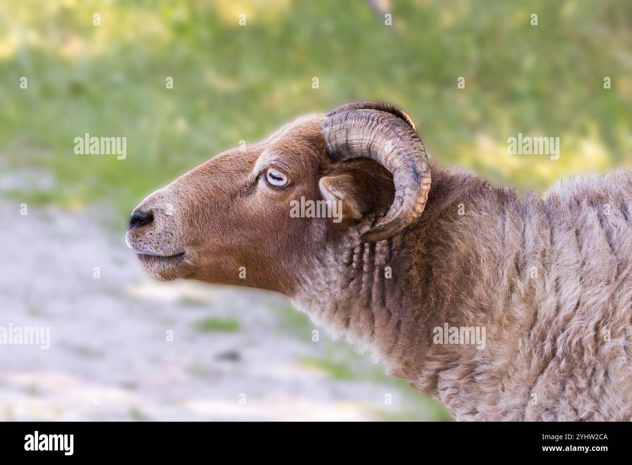 Primo piano delle pecore della Drenthe Heath che pascolano o che pascolano su e lungo un sentiero di sabbia non asfaltata nella provincia di Balloërveld, Drenthe nei Paesi Bassi Foto Stock