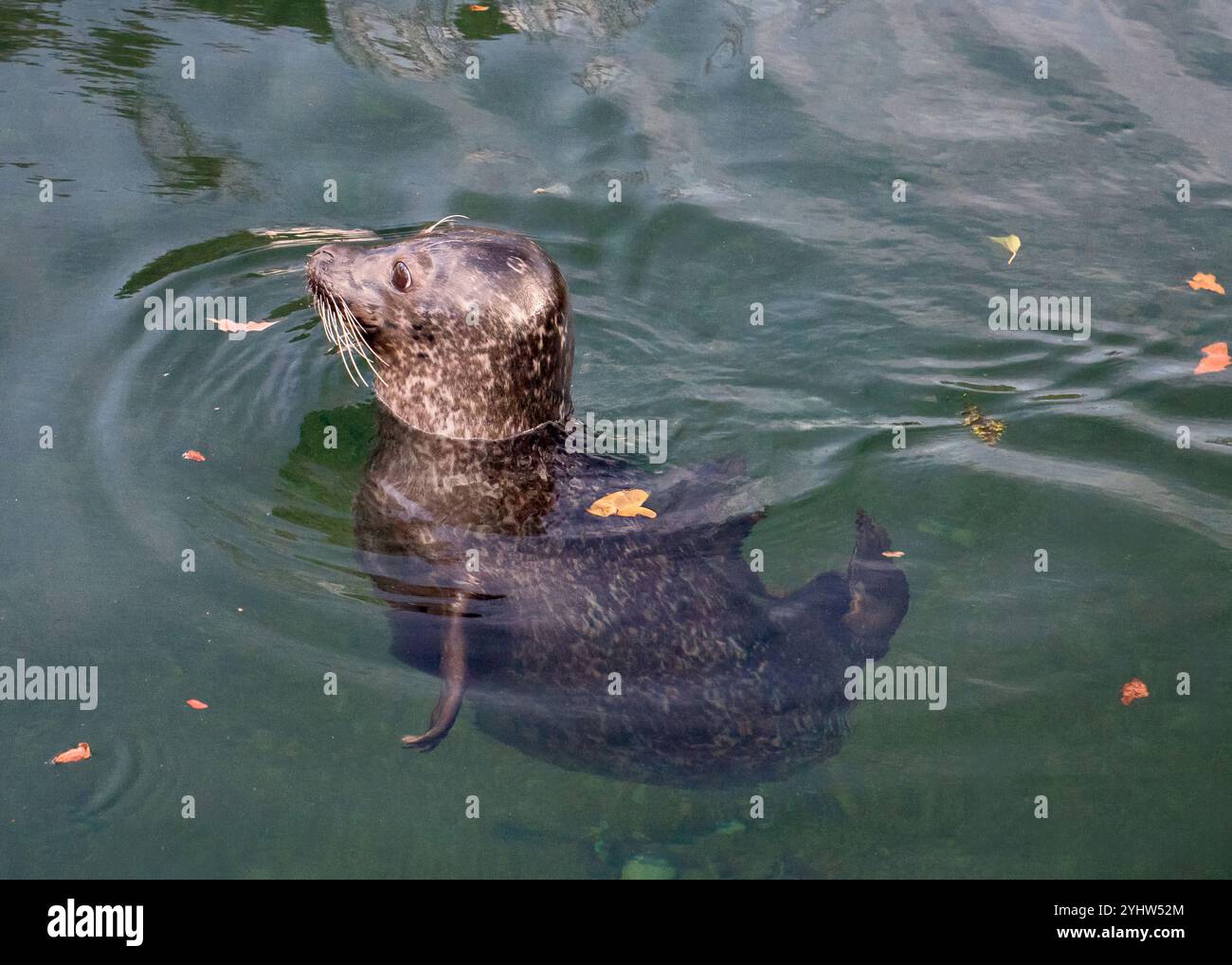 Una foca grigia con pelliccia macchiata galleggia in acque verdi calme, circondata da alcune foglie autunnali, che sembrano vigili e curiose. Foto Stock