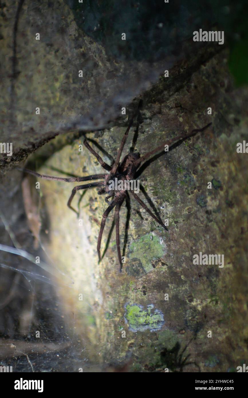 Il grande ragno visto durante il tour notturno della fauna in Costa Rica Foto Stock