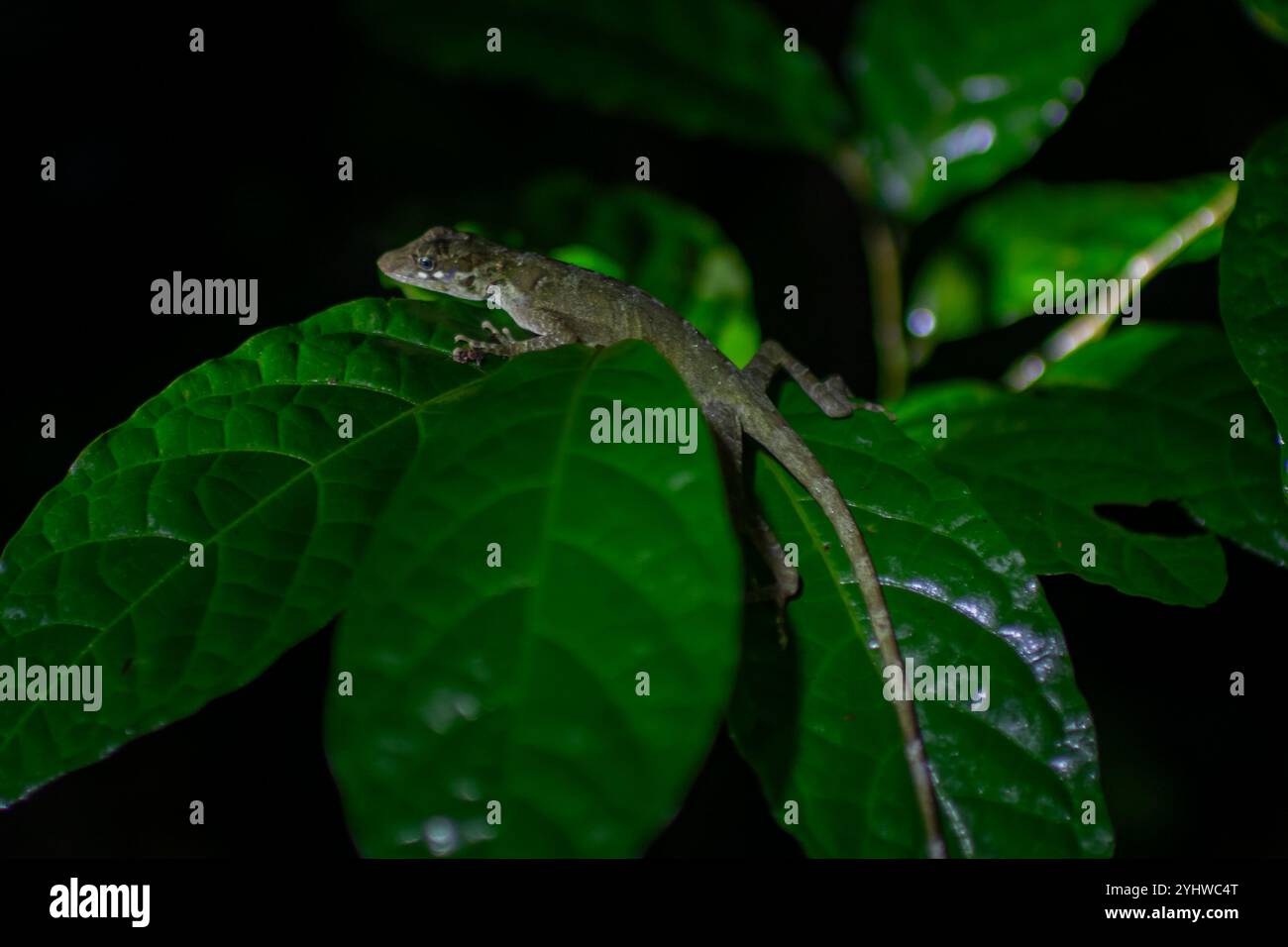 Lucertola anulare su una foglia di notte, Costa Rica Foto Stock