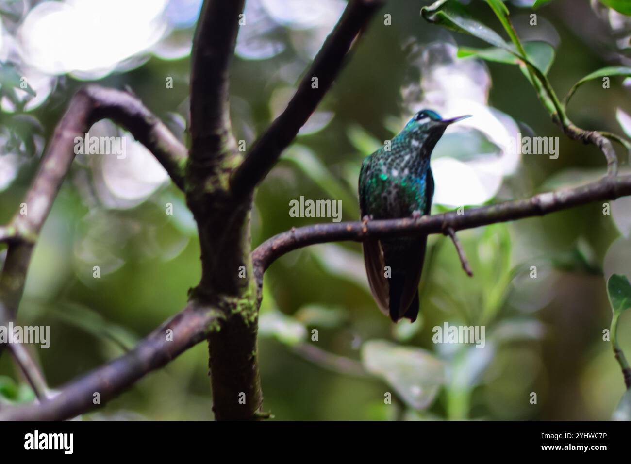 Colibrì verde arroccato sull'albero, Monteverde, Costa Rica Foto Stock