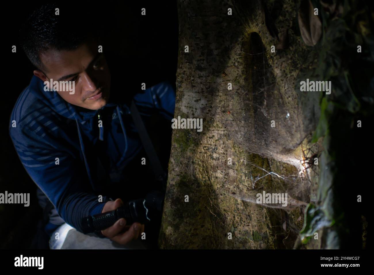 George of the Cloud Forest, guida e specialista della fauna selvatica, illumina un grande ragno sull'albero durante il tour della fauna notturna in Costa Rica Foto Stock