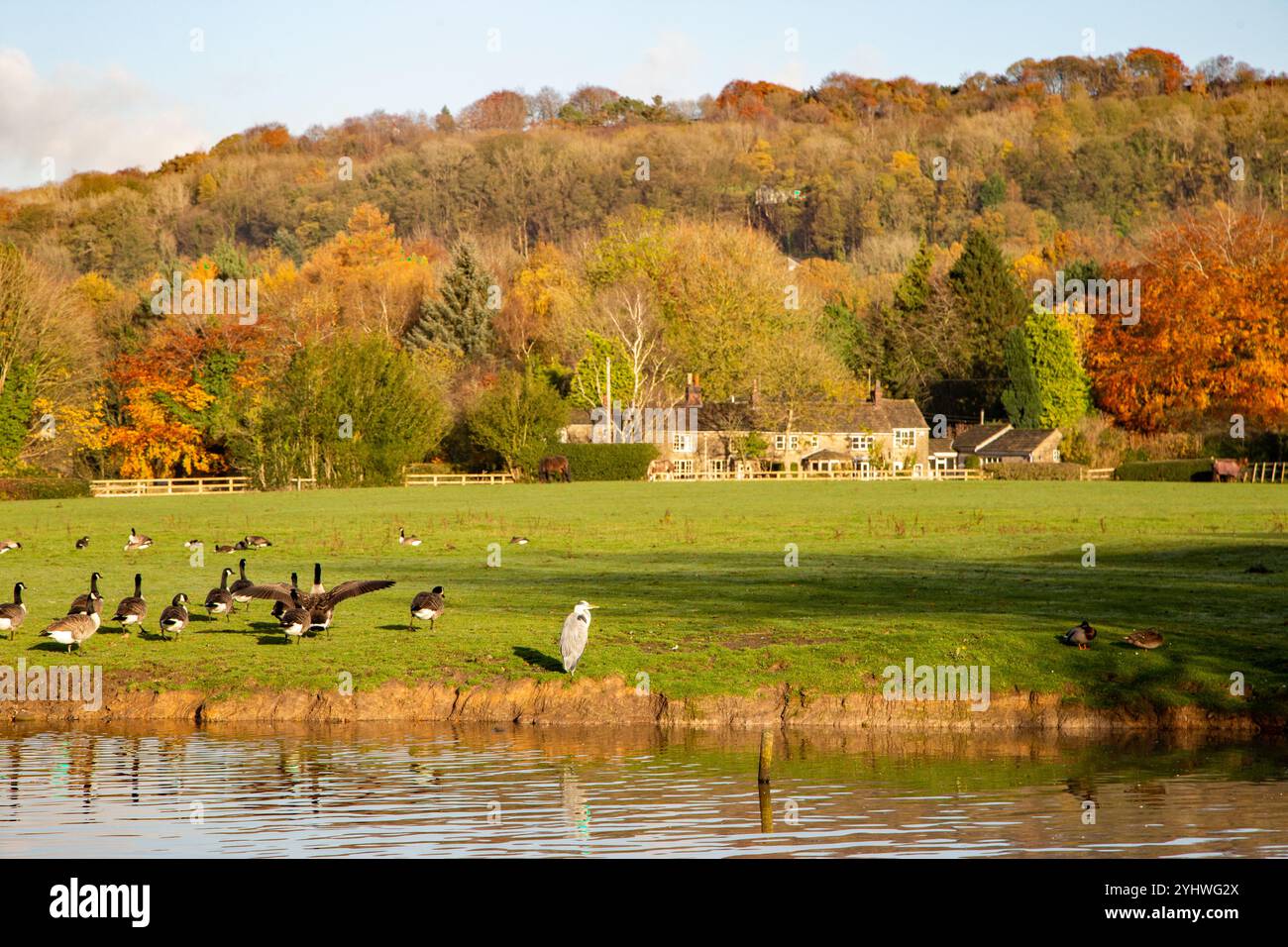 Oche canadesi e un Heron grigio sulle rive di uno stagno agricolo nella campagna inglese del cheshire a Bollington vicino a Macclesfield, Cheshire Foto Stock