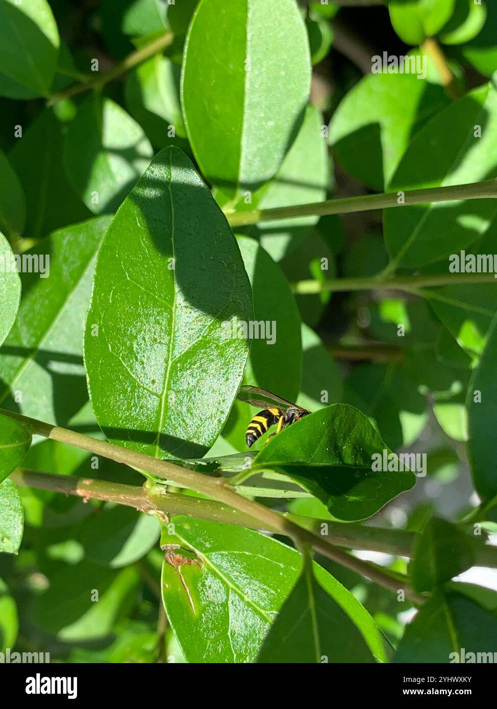 Vespa tubolare europea (Ancistrocerus gazella) Foto Stock