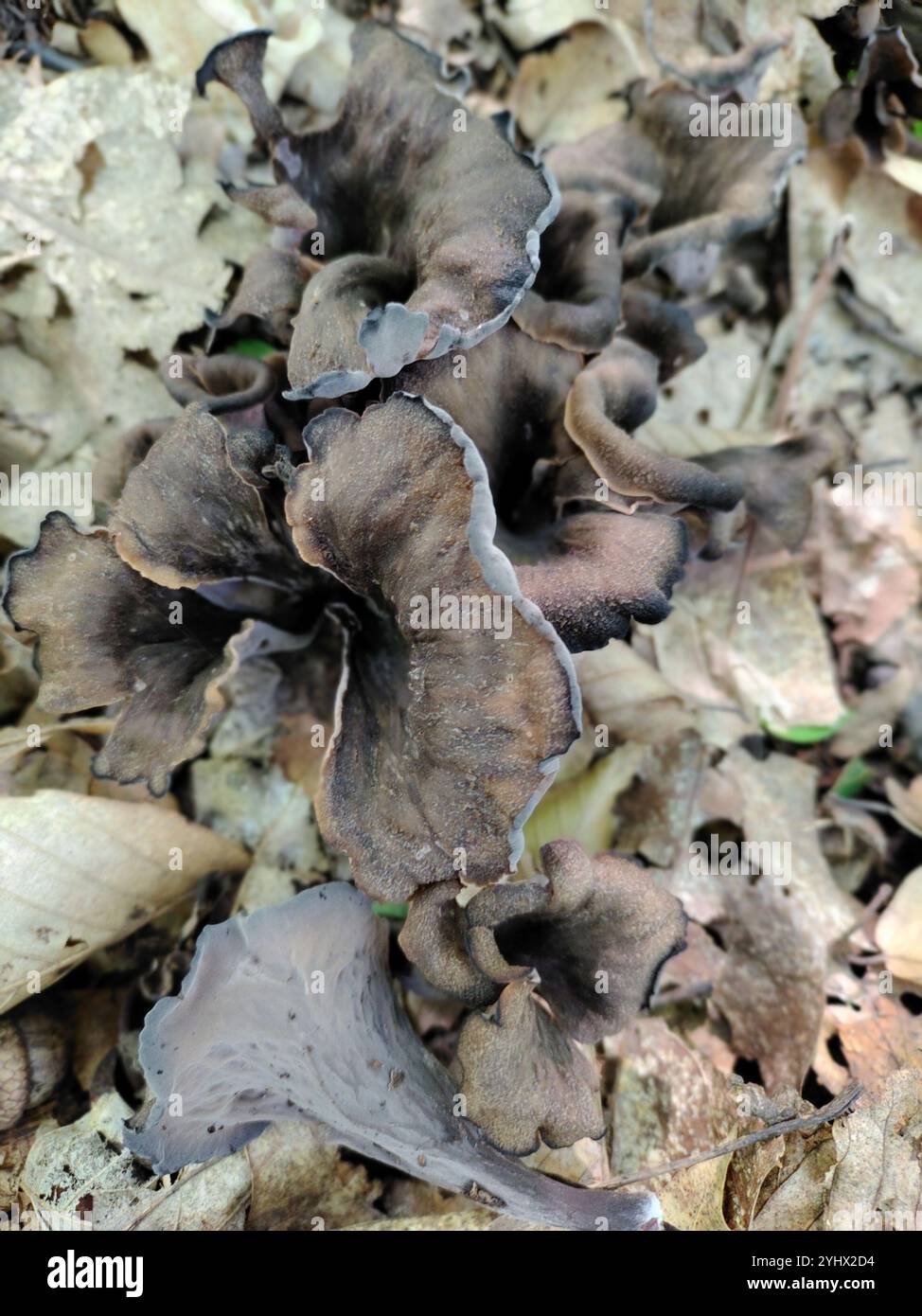 Tromba nera orientale (Craterellus fallax) Foto Stock