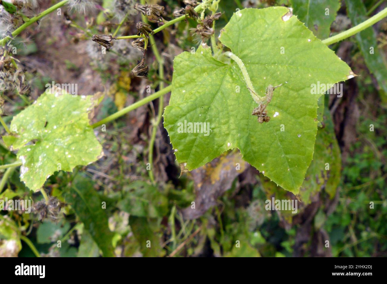 Cetriolo bur semi di Oneseed (Sicyos angulatus) Foto Stock