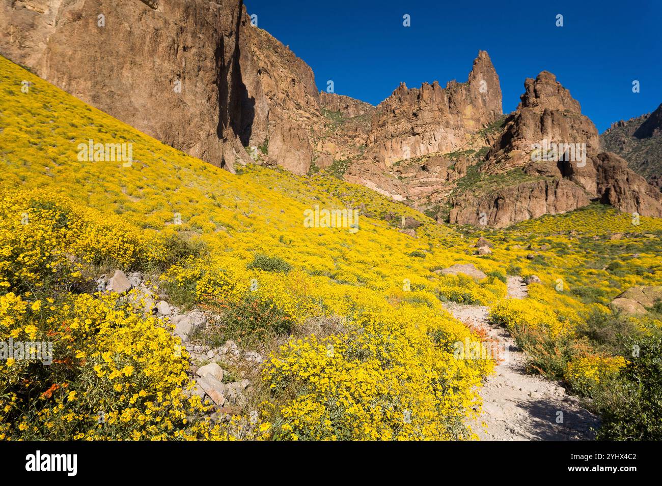 Il Siphon Draw Trail si snoda tra i fiori selvatici di brittlebrush delle Superstition Mountains occidentali. Superstition Wilderness, Arizona Foto Stock
