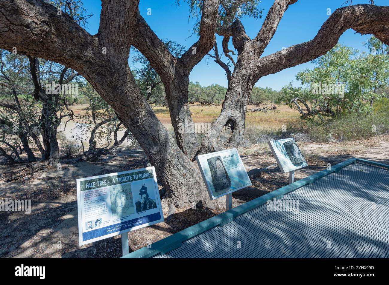 Il Face Tree era un tributo a Burke nel sito storico Burke and Wills Dig Tree Reserve, vicino a Innamincka, Australia meridionale, SA, Australia Foto Stock