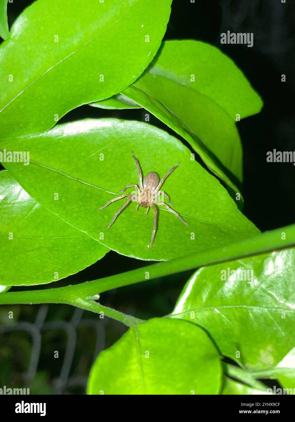 Ragni fantasma (Anyphaenidae) Foto Stock