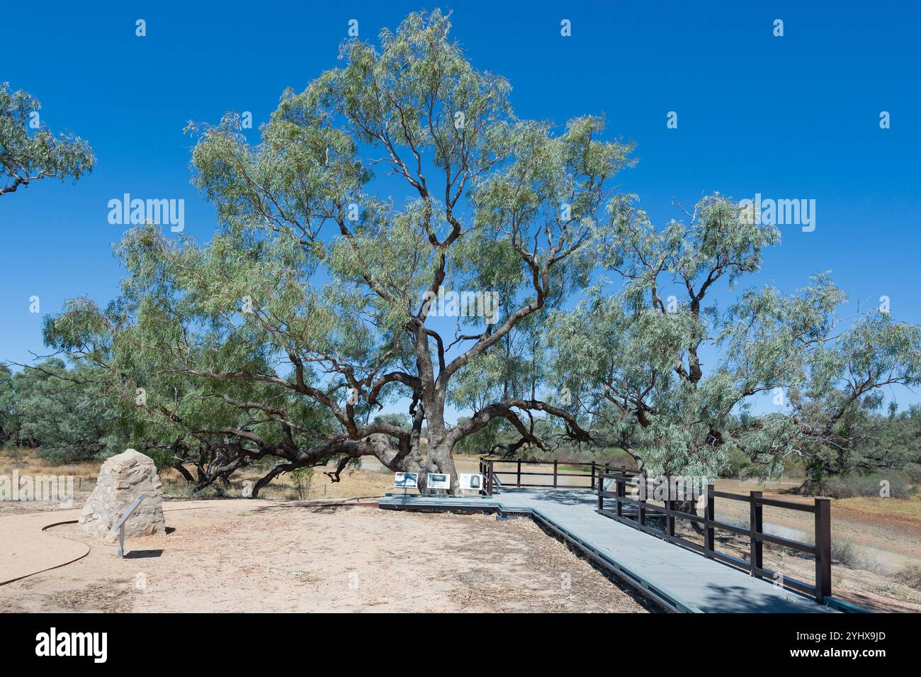 Lo storico Burke and Wills Dig Tree a Cooper Creek, vicino a Innamincka, Australia meridionale, SA, Australia Foto Stock
