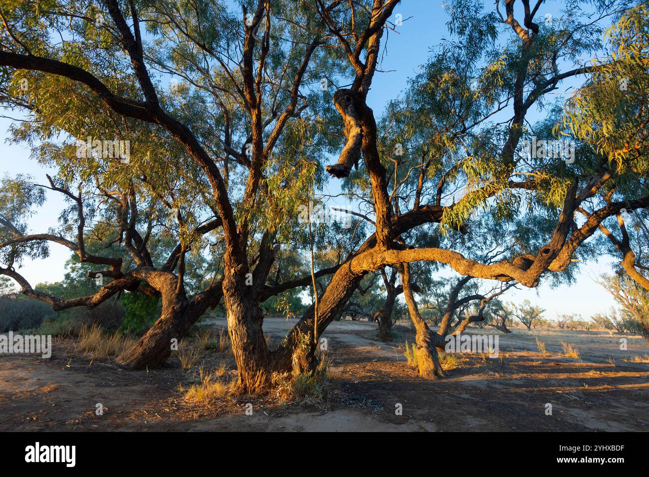 Splendidi alberi di Coolibah nel sito storico Burke and Wills Dig Tree Reserve, vicino a Innamincka, South Australia, SA, Australia Foto Stock