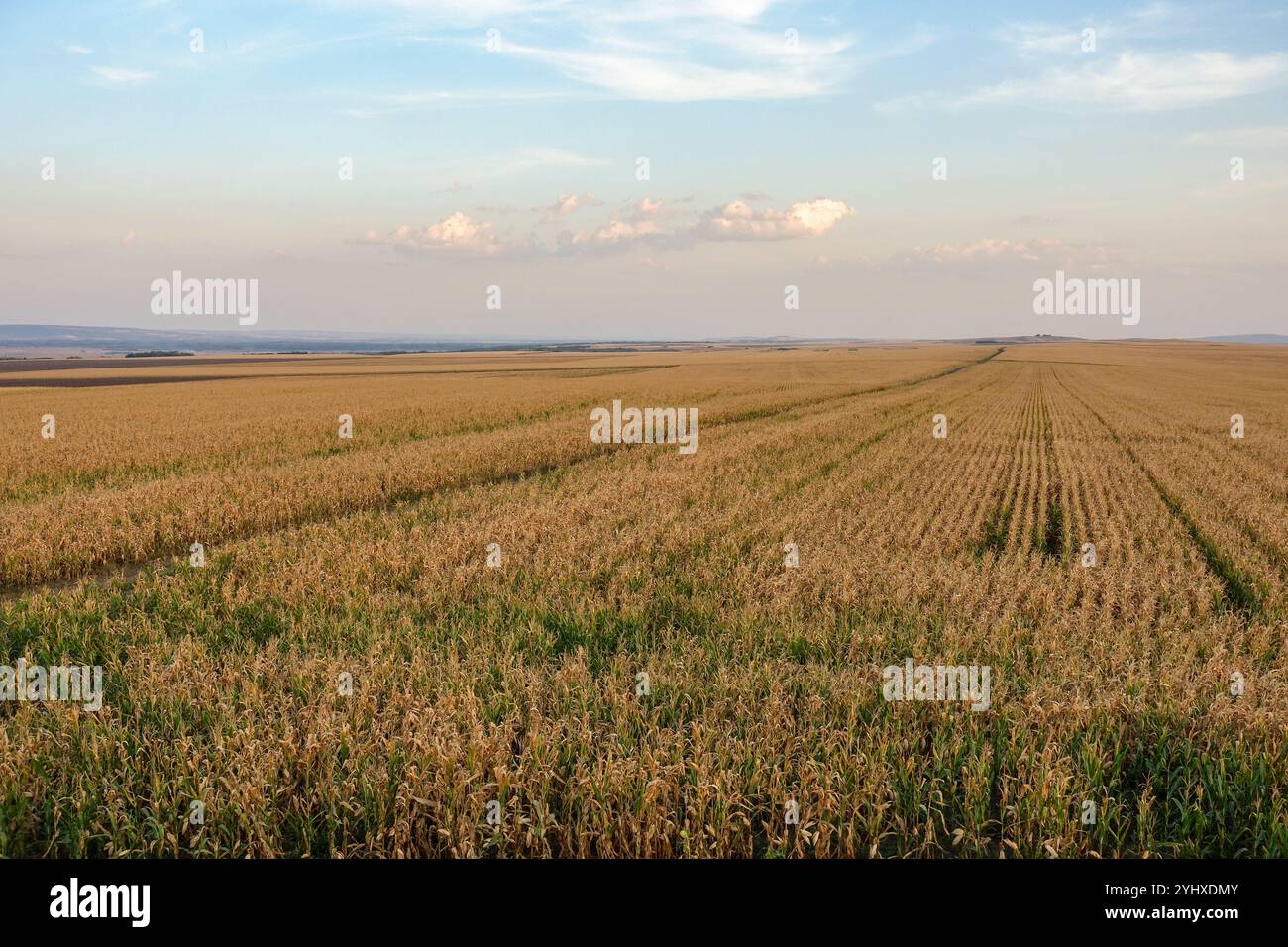 Ampio campo di mais che si estende all'orizzonte sotto un cielo serale morbido con file di colture che raggiungono la distanza intorno a Iași, Romania Foto Stock