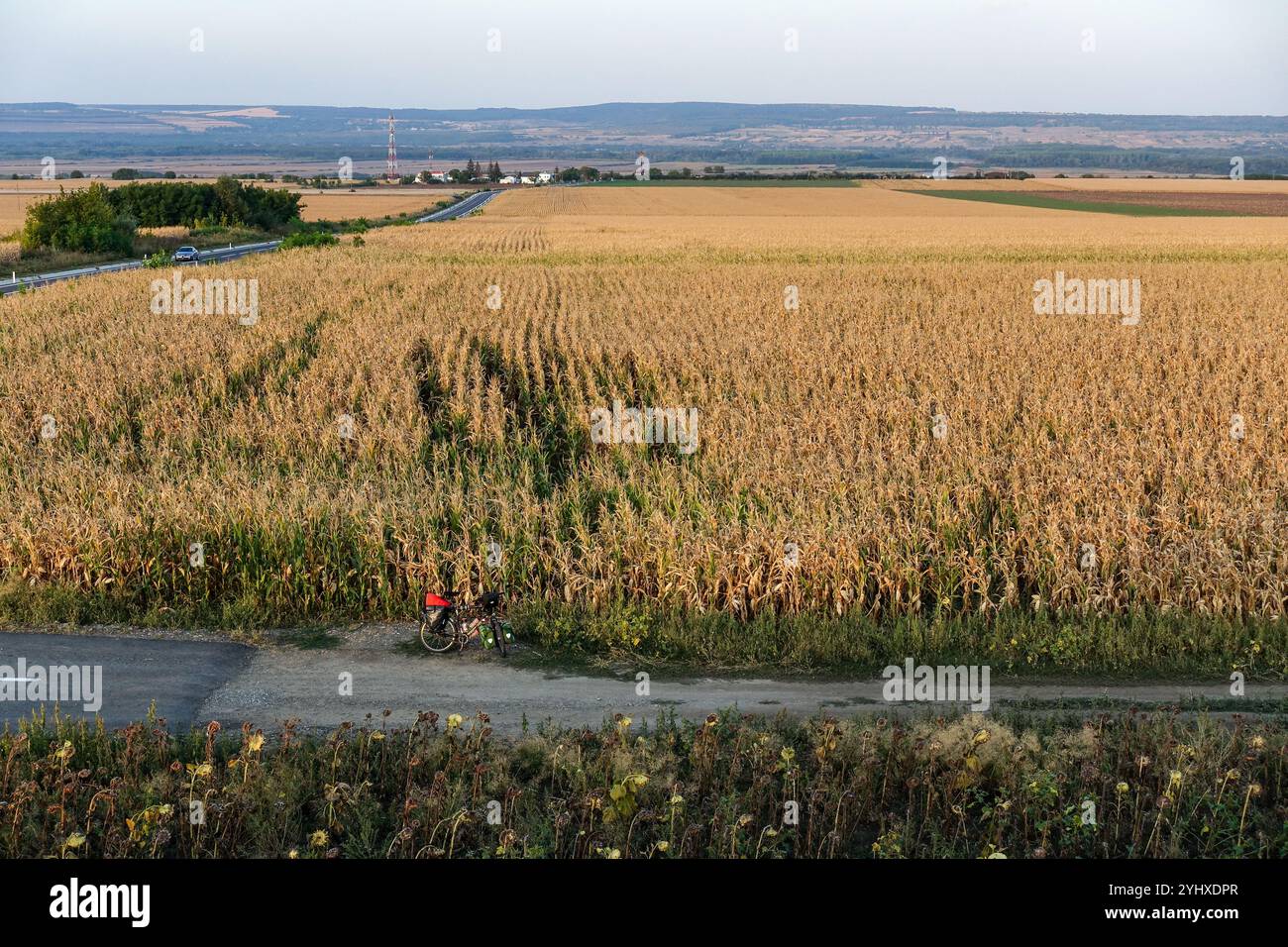 Ampio campo di mais che si estende all'orizzonte sotto un cielo serale morbido con file di colture che raggiungono la distanza intorno a Iași, Romania Foto Stock