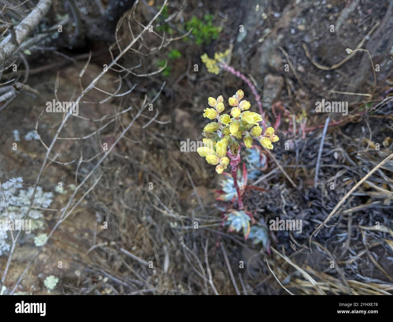 Lattuga di scoglio (Dudleya farinosa) Foto Stock