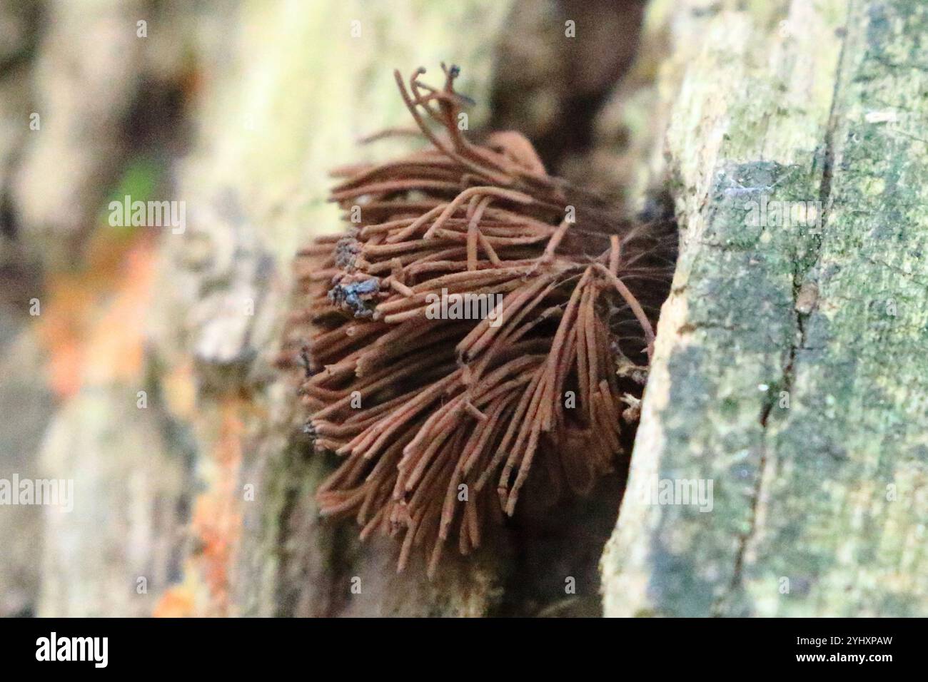 Canna di cioccolato (Stemonitis Splendens) Foto Stock