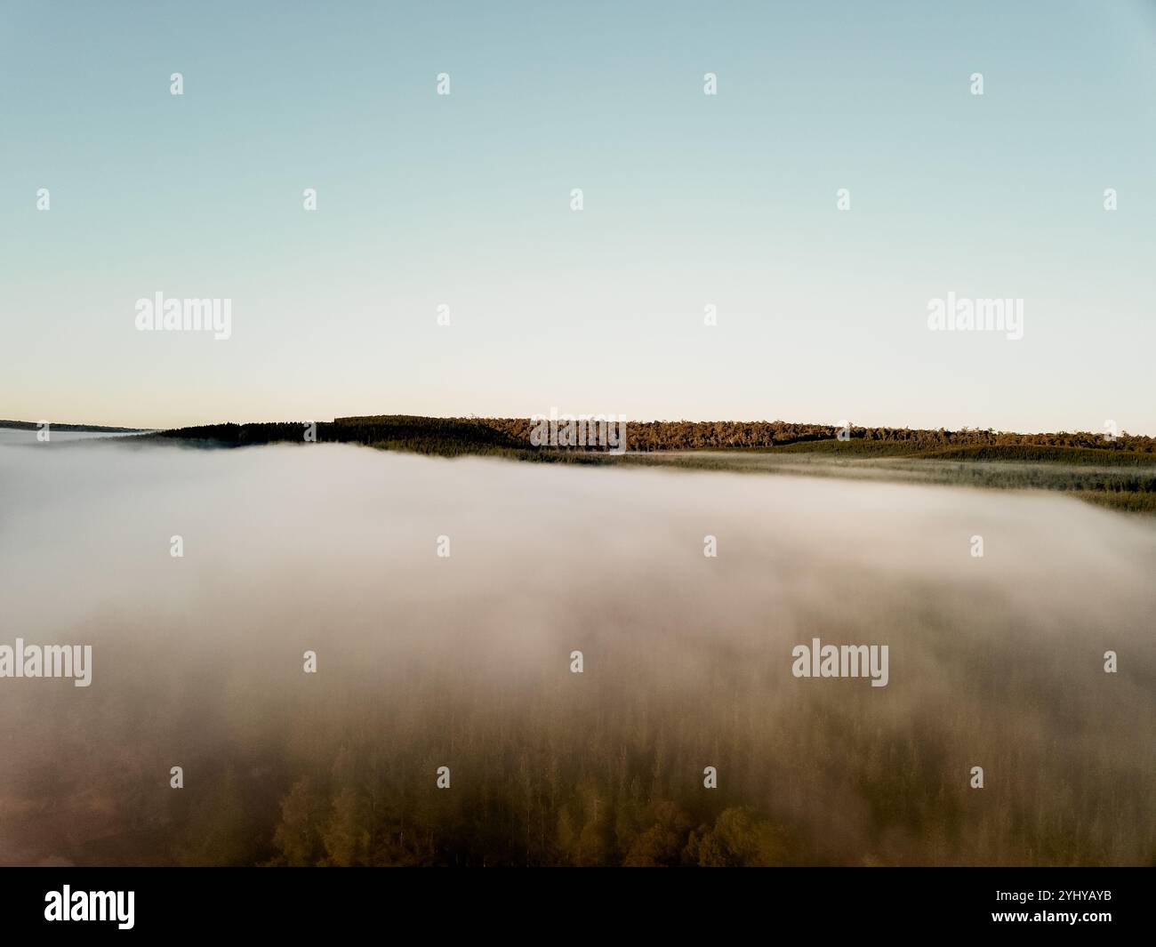 La bassa nuvola copre una foresta di pini all'alba, vista dall'alto delle nuvole mentre la nuvola copre le tettoie degli alberi come una coperta all'alba. Mattina presto Foto Stock