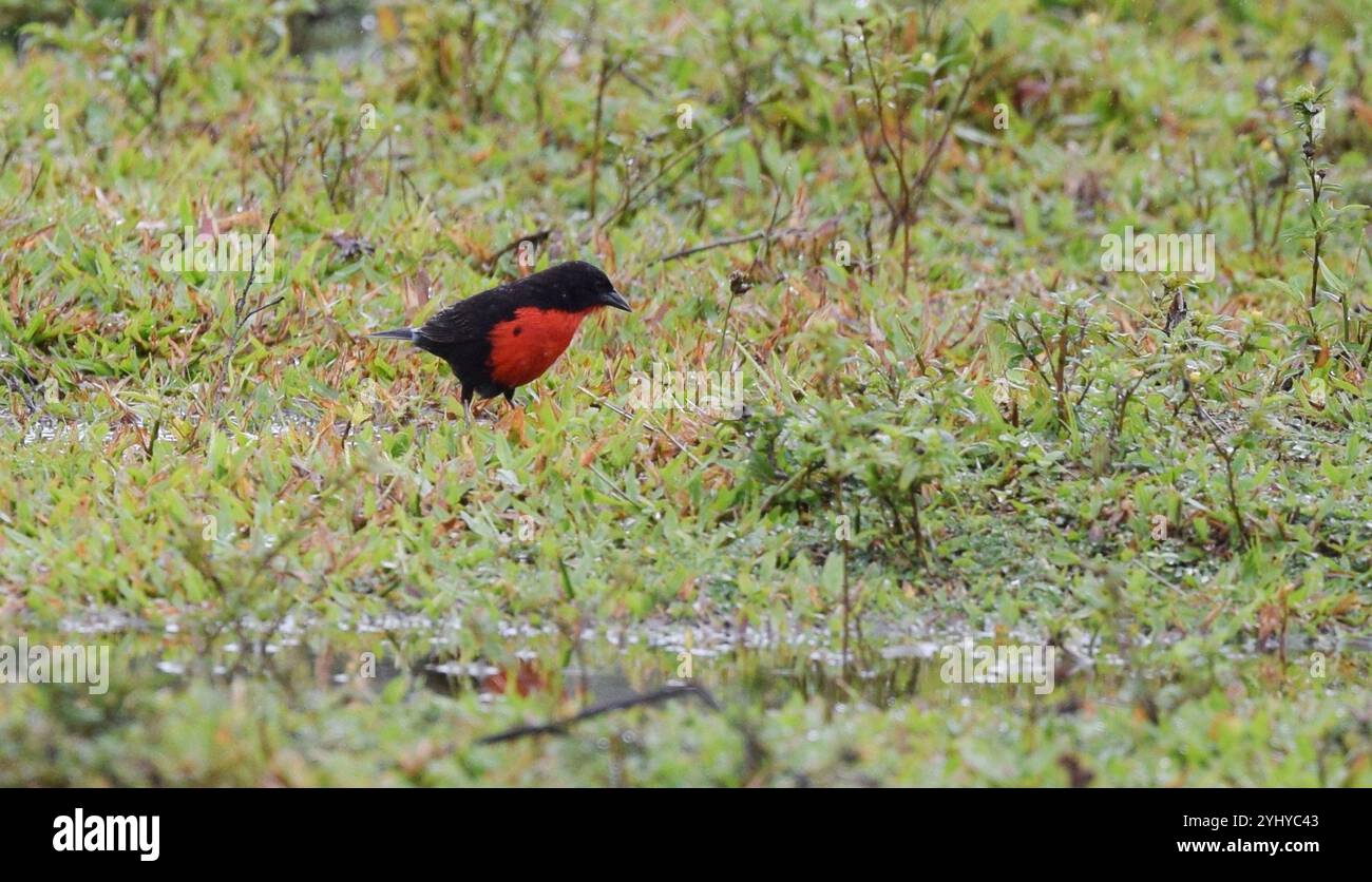 Meadowlark dal petto rosso (Leistes militaris) Foto Stock