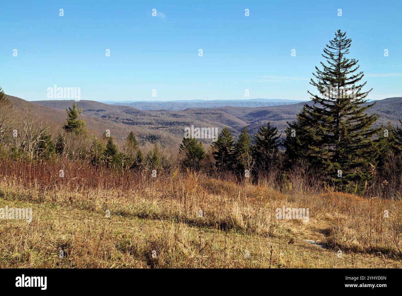 Vista panoramica delle colline ondulate e degli alberi sempreverdi nella Monongahela National Forest, West Virginia, che mostra la bellezza aspra dei paesaggi degli Appalachi. Foto Stock