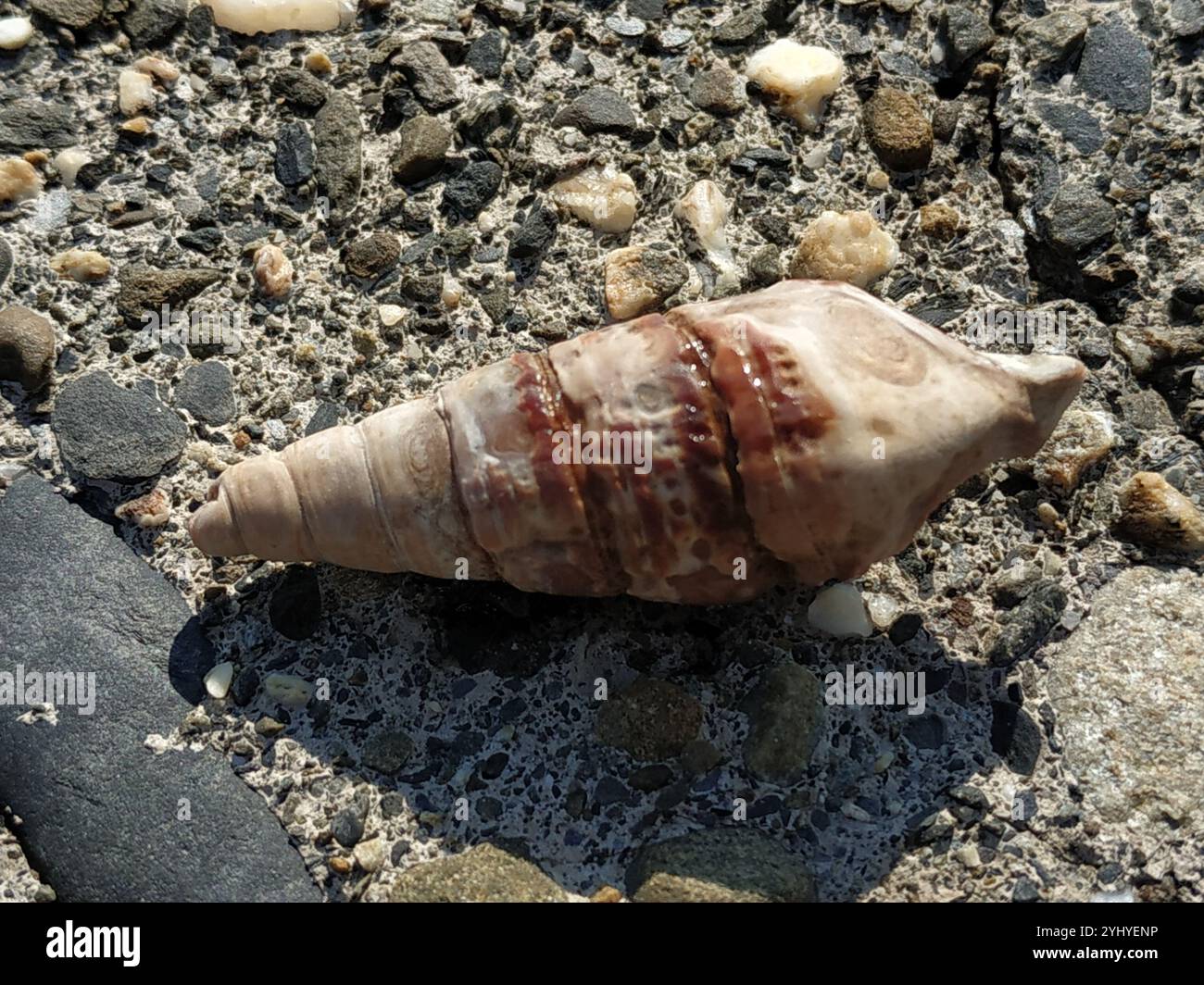 Mangrovie giganti Whelk (Terebralia palustris) Foto Stock