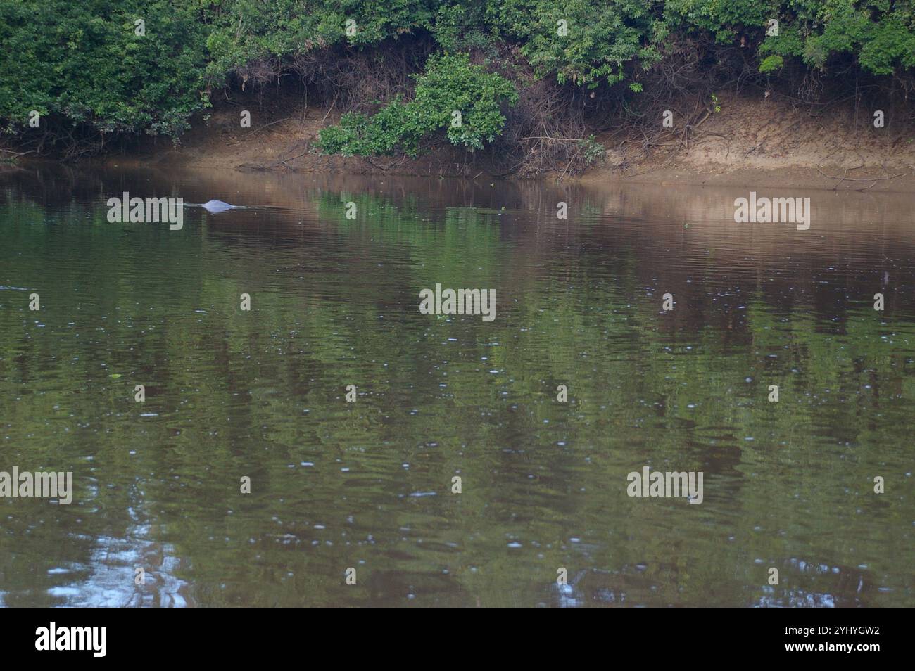 Delfino del fiume boliviano (Inia geoffrensis boliviensis) Foto Stock