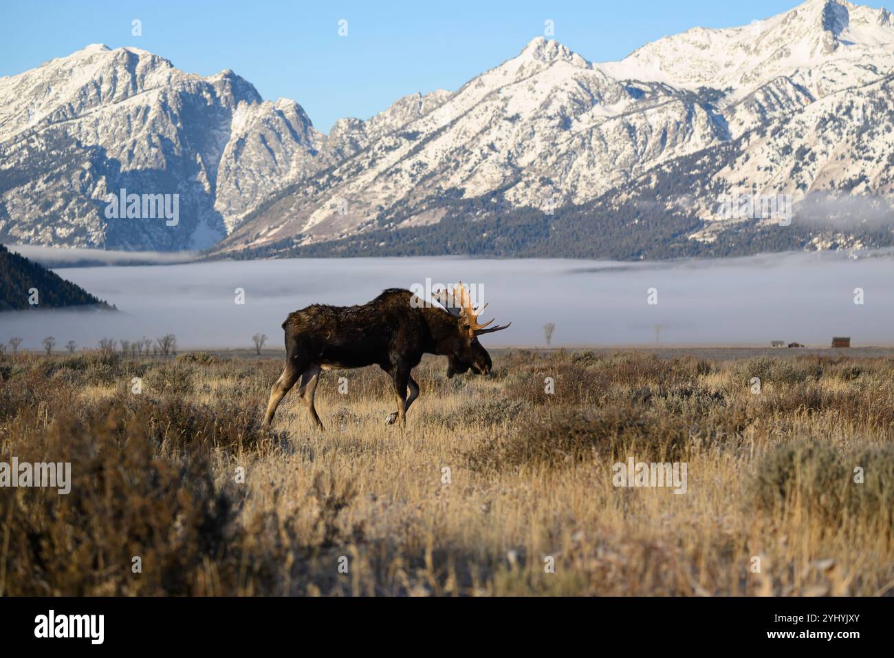 Bull Alose con il fienile di Moulton sullo sfondo lungo il Teton Range, il Grand Teton National Park, Wyoming Foto Stock