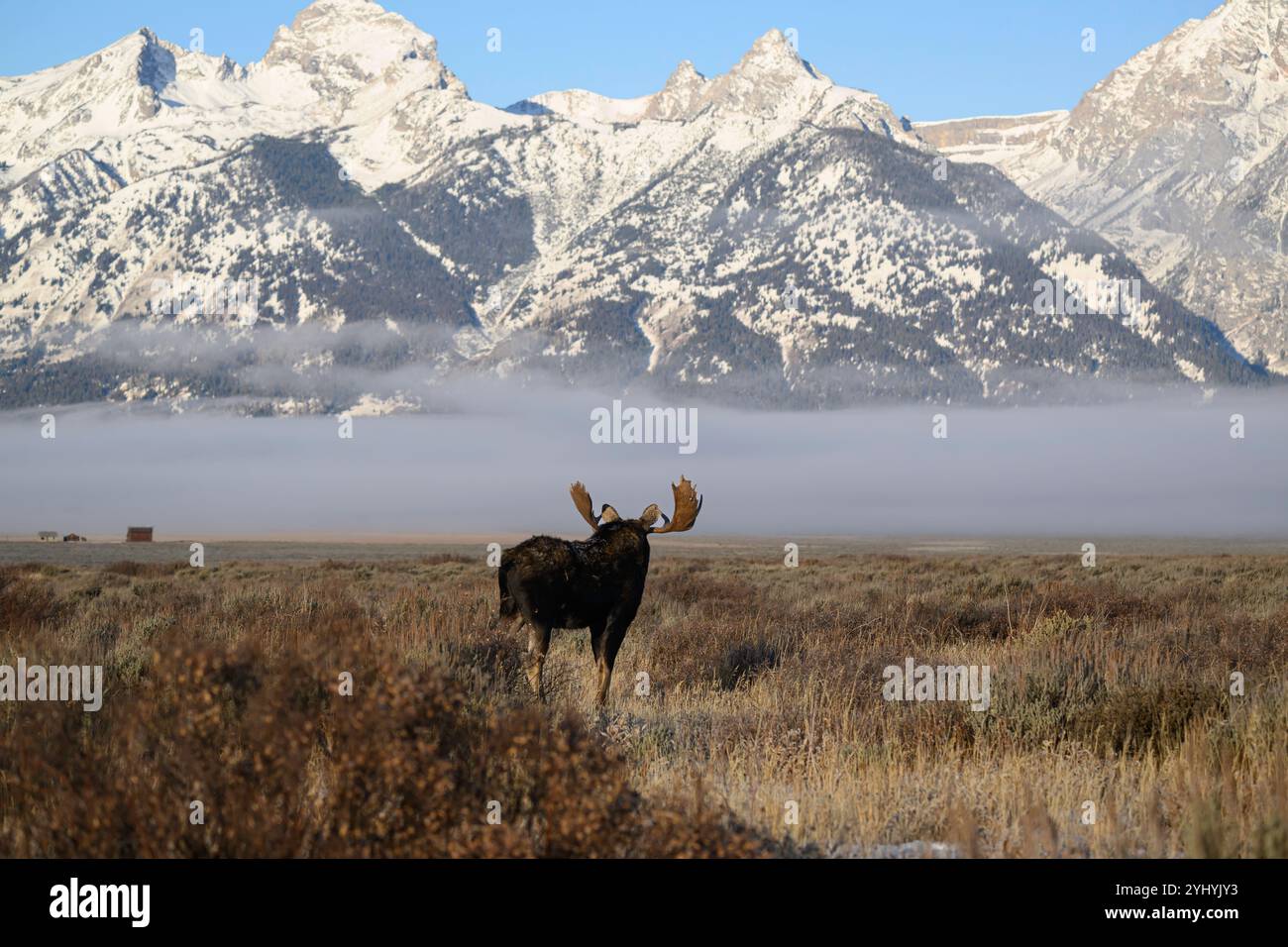 Bull Alose con il fienile di Moulton sullo sfondo lungo il Teton Range, il Grand Teton National Park, Wyoming Foto Stock