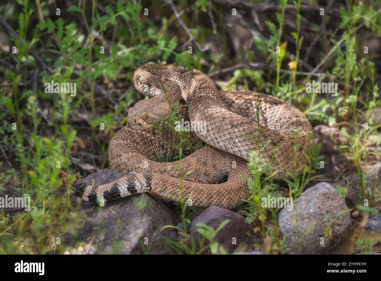 Un velenoso serpente a sonagli Western Diamondback pronto a colpire nel deserto dell'Arizona Foto Stock