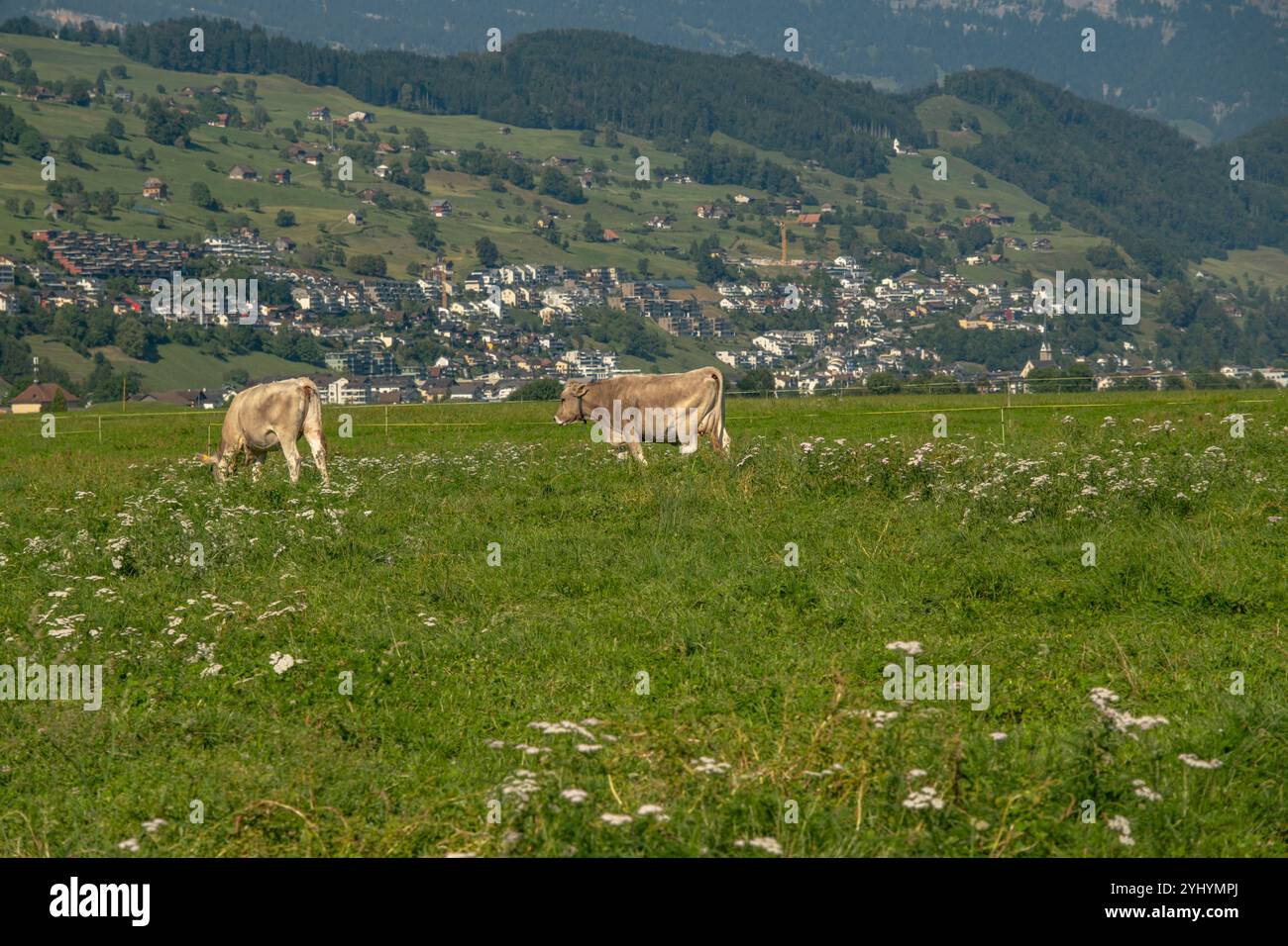Mucche al pascolo estivo. Mucche nell'azienda lattiero-casearia. Bestiame al pascolo in un campo. Mucche su erba verde in un prato, pascolo. Mucca che pascolano su terreni agricoli. Marrone c Foto Stock