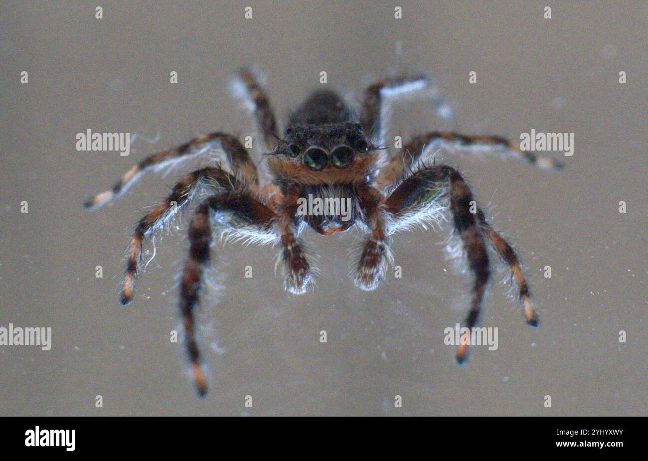 Ragno saltato Tan (Platycryptus undatus) Foto Stock