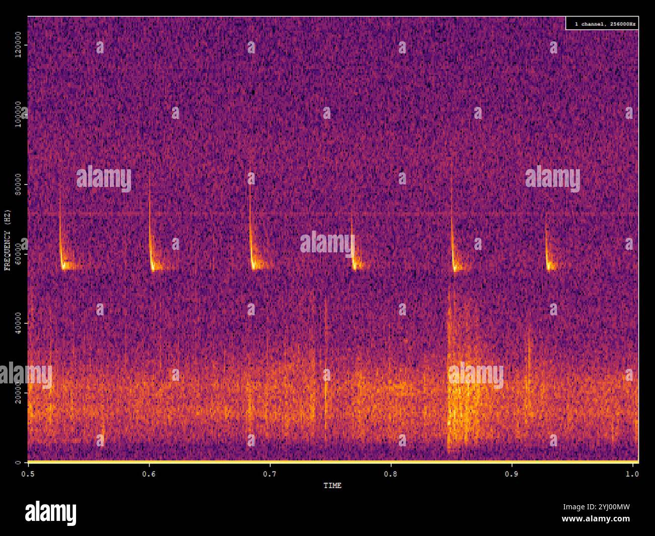 Pipistrelle pigmeo (Pipistrellus pygmaeus) Foto Stock