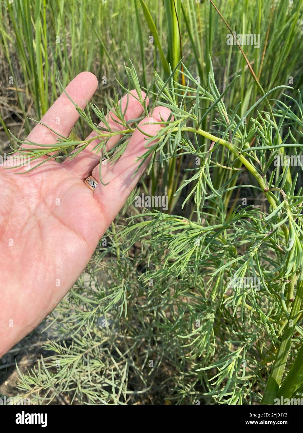 Alghe erbacee (Suaeda maritima) Foto Stock