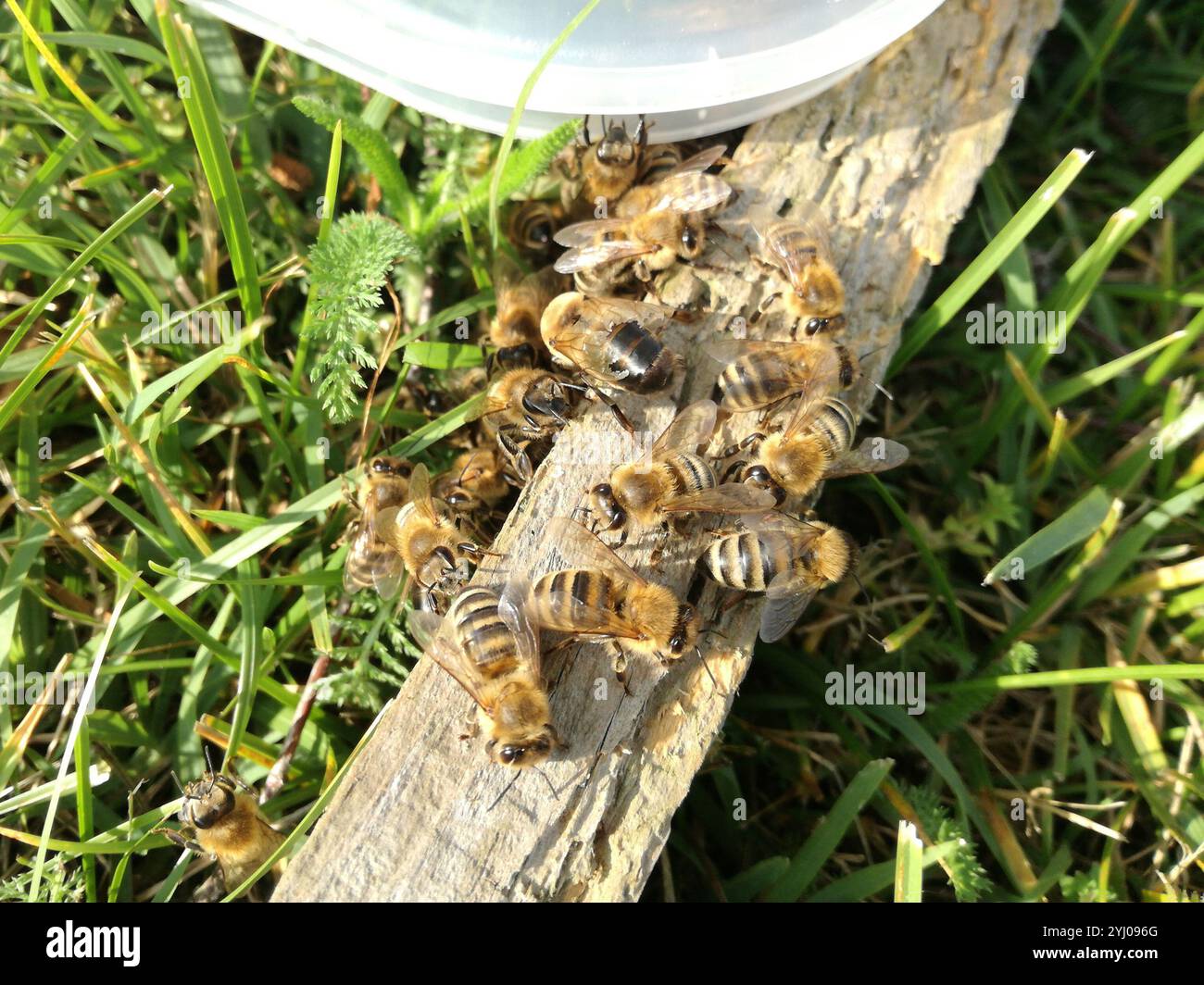 Western miele delle api (Apis mellifera) Foto Stock