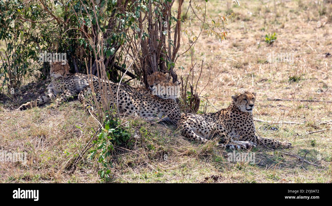 I ghepardi riposano a metà giornata nell'Africa orientale Foto Stock