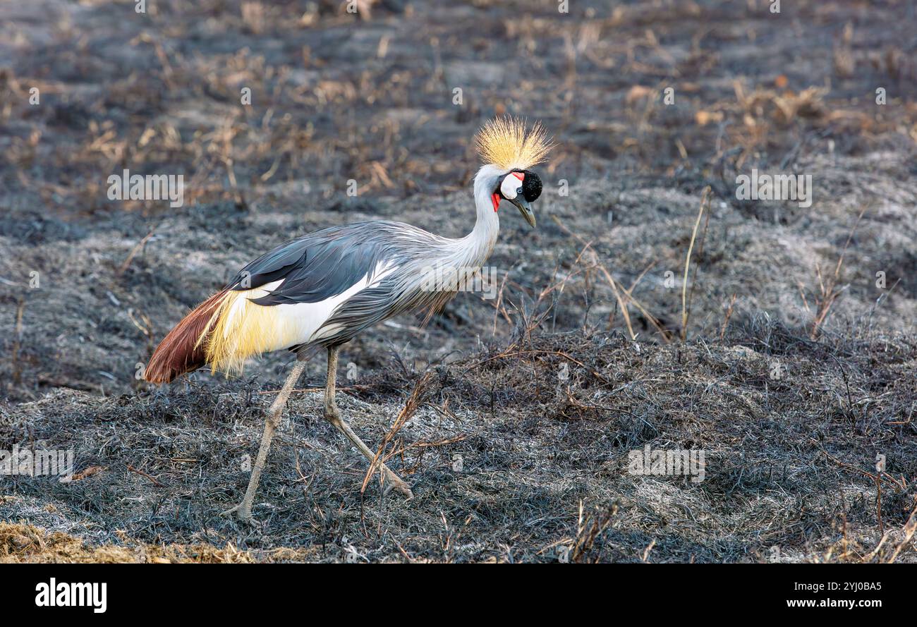 Gru coronata che cammina sulle praterie bruciate dell'Africa orientale Foto Stock