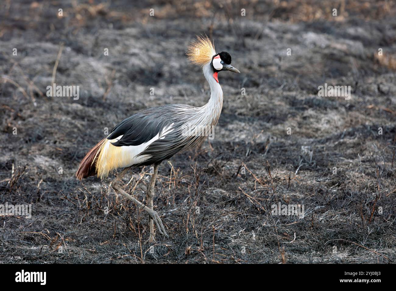 Gru coronata che cammina sulle praterie bruciate del cratere di Ngorongoro, Tanzania, Africa orientale Foto Stock